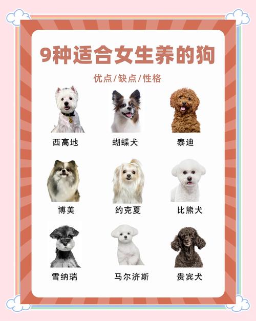 聪明可爱各有特点（十大名狗小型犬）