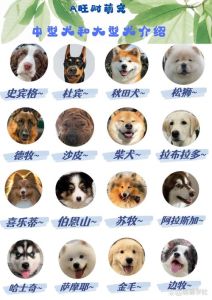 选大型犬？空间时间经济全考虑（最适合家养的大型狗狗排名）