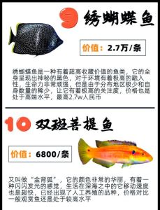 红薄荷神仙鱼海王星石斑鱼等（最贵的观赏鱼是什么）