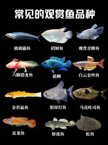 孔雀吻鲈斗鱼虎皮月光（新手可养的小型观赏鱼）
