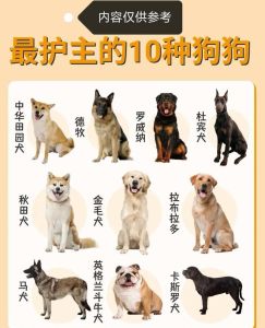 狗狗品种多又多，忠诚陪伴最珍贵！（宠物狗大全及图片）