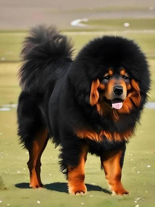 世界最巨犬，大丹犬的温柔与寿命（世界最大的狗 图片）