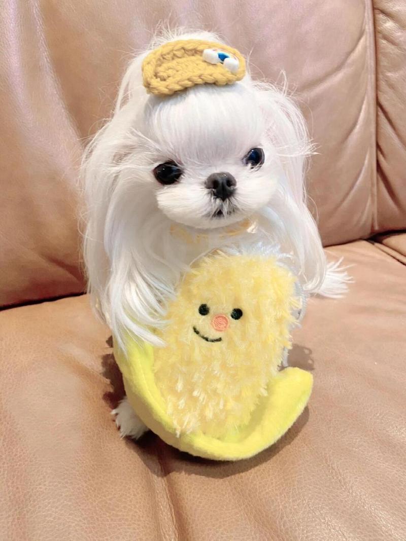 城市生活好伴侣，可爱又省心！（宠物狗小型犬）