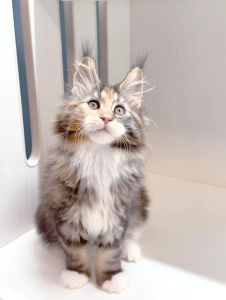 10种温顺猫咪品种推荐，选只黏人宠物！（什么猫最温顺）