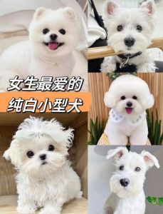 吉娃娃柴犬中大型犬特点及护理（超小的狗品种）