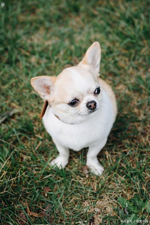 小巧可爱忠诚犬（体型最小的宠物狗）