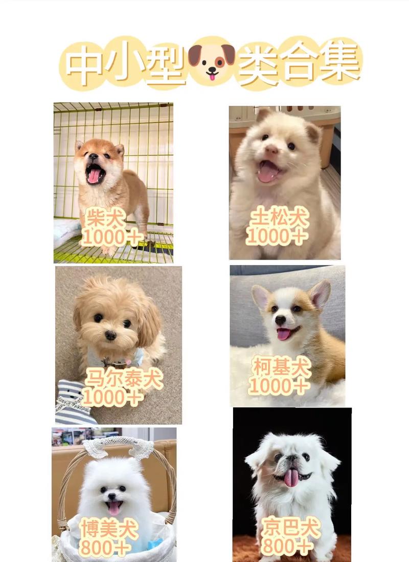 小型犬排行前十名，泰迪居首，选狗看性格！（小型狗狗排行榜前十名）