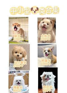 小型犬排行前十名，泰迪居首，选狗看性格！（小型狗狗排行榜前十名）