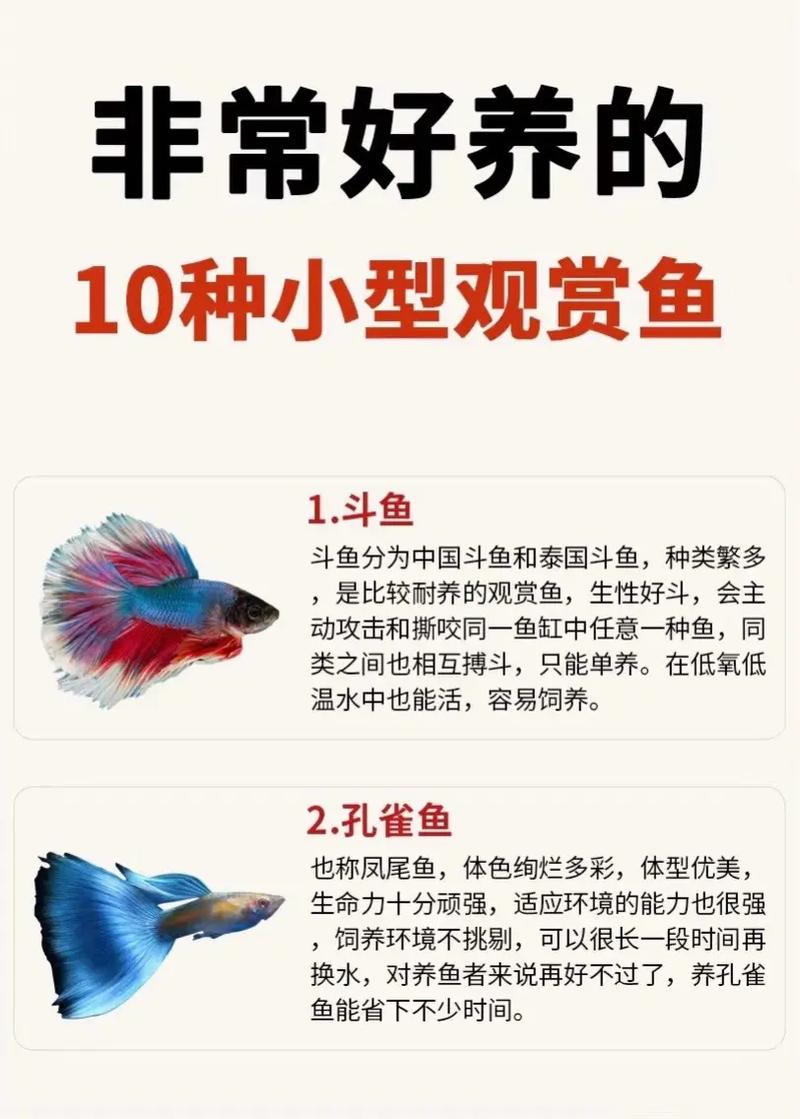 大型淡水鱼好养吗？青鱼斑点叉尾鮰鲢鱼湄公河巨鲶介绍（什么鱼又好看又好养）