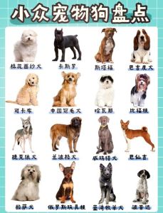 可爱小伴侣，健康好选择！（迷你狗狗品种大全）