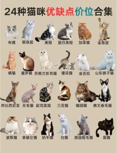 温顺猫咪品种推荐（哪种猫性格比较温顺憨厚老实）