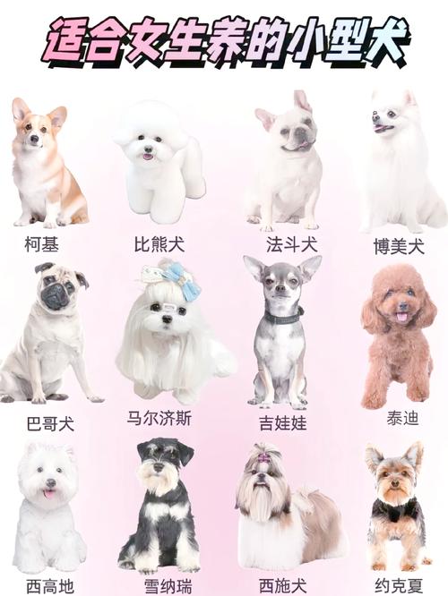 10种可爱小狗狗（最小的狗排行榜前十名）