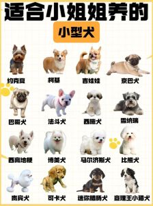 轻松养狗？选拉布拉多柯基等性格温顺好养！（最好养的宠物狗狗排名）