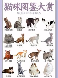 选猫咪？英短狸花性格好，布偶暹罗有个性！（建议养的10种猫）
