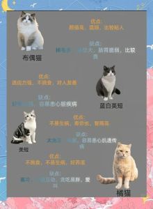 选温顺猫？试试田园猫德系猫无毛猫等，适合家庭养！（十大性格温顺的猫咪品种）