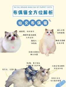 英短美短异国布偶（哪些猫咪性格温顺）