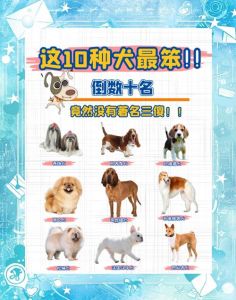 边境牧羊犬领衔！（狗狗聪明排行榜）