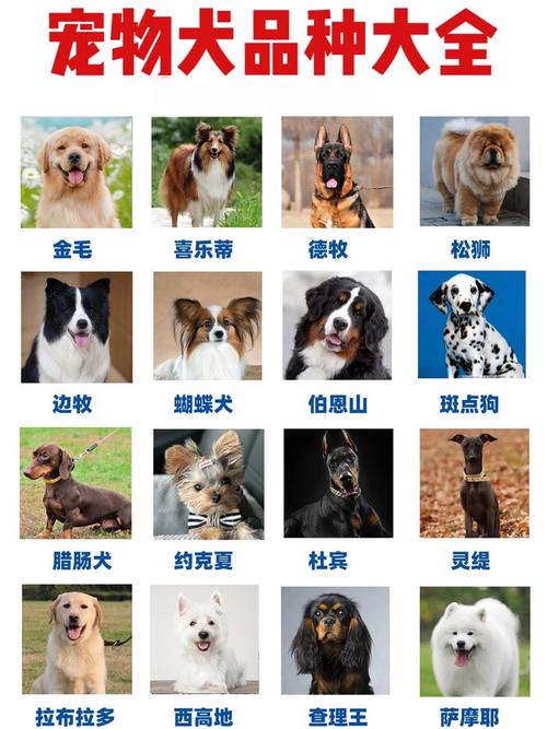 狗狗种类多又萌，聪明友善人好伴（世界狗狗一览图）