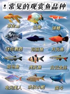 10种皮实好养观赏鱼，新手轻松养！（生命力最强十种观赏鱼）