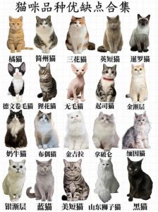 亲人心肝宝（猫咪哪个品种最温顺）