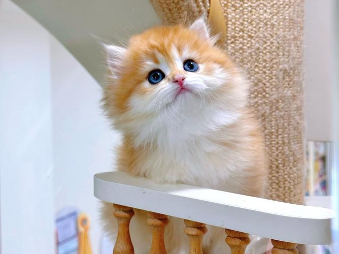 外貌性格大！自家猫才是最美！（十大最漂亮猫咪图片）