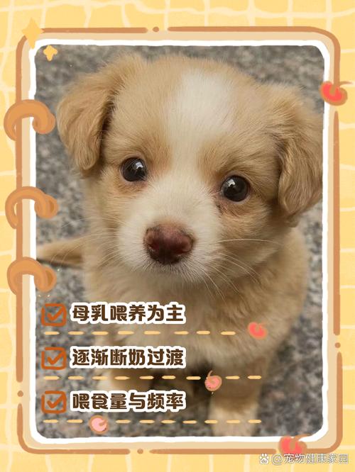 科学喂养小土狗，健康成长靠观察（小土狗喂养有什么需要注意的）