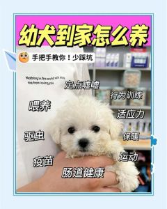 满月小狗喂养及护理要点（刚满月的小狗土办法喂养）
