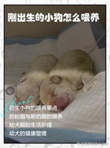 幼犬专用粮，定时定量助成长（3个月以后小狗怎么喂养）