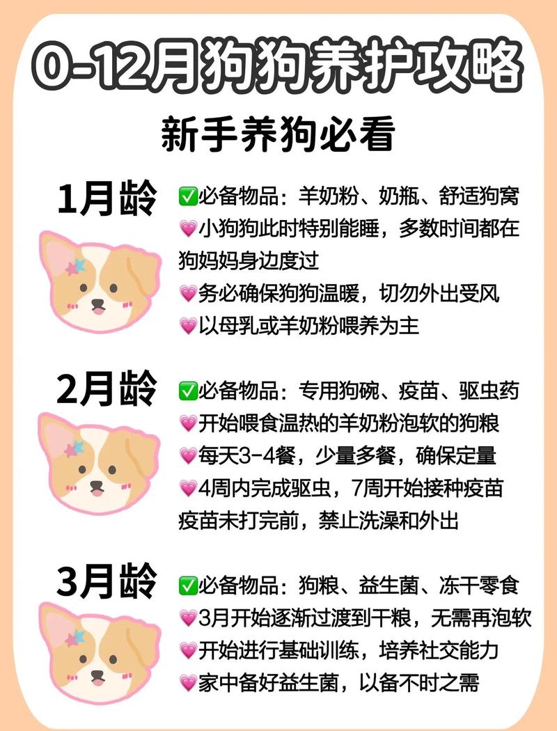 小奶狗娇嫩肠胃，少食多餐专用粮（小奶狗的正确喂养方法）