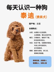 肠胃娇嫩需科学呵护（泰迪小狗怎么养）