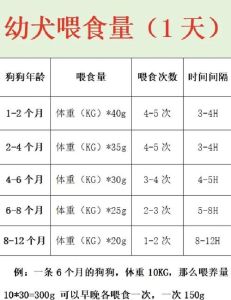 小狗离乳期科学喂养指南（四十多天的小狗怎样喂养）