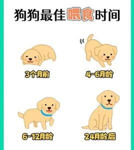 高蛋白低幼犬粮，肠胃娇嫩多注意（小奶狗喂什么好）