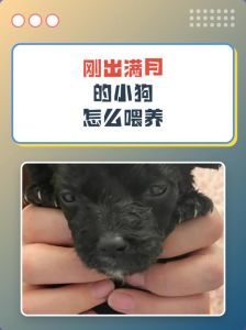 未满月小狗养护关键四点（未满月的小狗怎么养活）