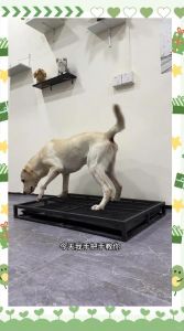选安静地放尿垫，看信号及时带去，成功就奖励（如何训练狗狗在固定地点大小便）