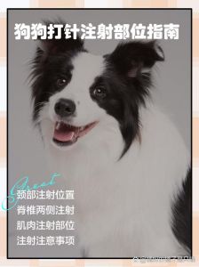 兽医用催产针助产狗妈妈，科学又放心（狗狗催产针怎么打）