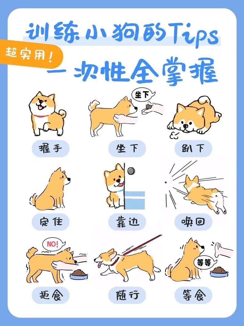 安抚吠叫，训练定点，关键期社会化（小狗到家养训狗教狗步骤）