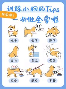 安抚吠叫，训练定点，关键期社会化（小狗到家养训狗教狗步骤）