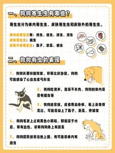 幼犬密集驱虫，成犬定期，户外高风险增加频率（成年小狗多久做一次内驱）