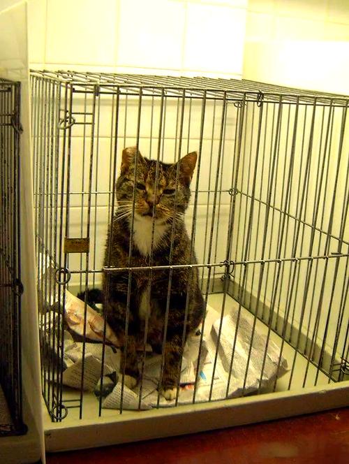 长期笼养猫有坏处，短期需控制，健康天性更重要（猫可以关在笼子养吗）