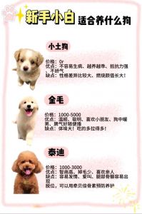 选犬注意事项（怎样挑选一个好的狗）