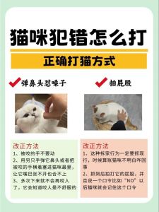 停止关猫笼，不听话就用奖励引导（小猫不听话把他关起来有用吗）