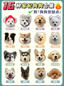 AKC认证犬178种，中华田园犬也迷人！（狗狗品种大全及图片）