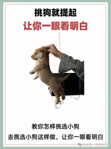 健康活泼选对种（到狗市上如何挑选狗）