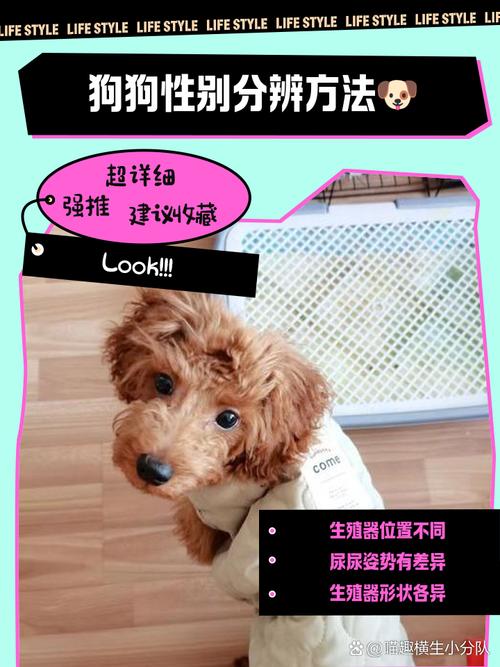 狗狗胆大小不同，胆小需关爱引导（怎么区分狗狗是大胆还是胆小）
