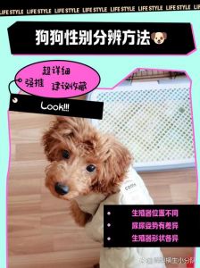 狗狗胆大小不同，胆小需关爱引导（怎么区分狗狗是大胆还是胆小）