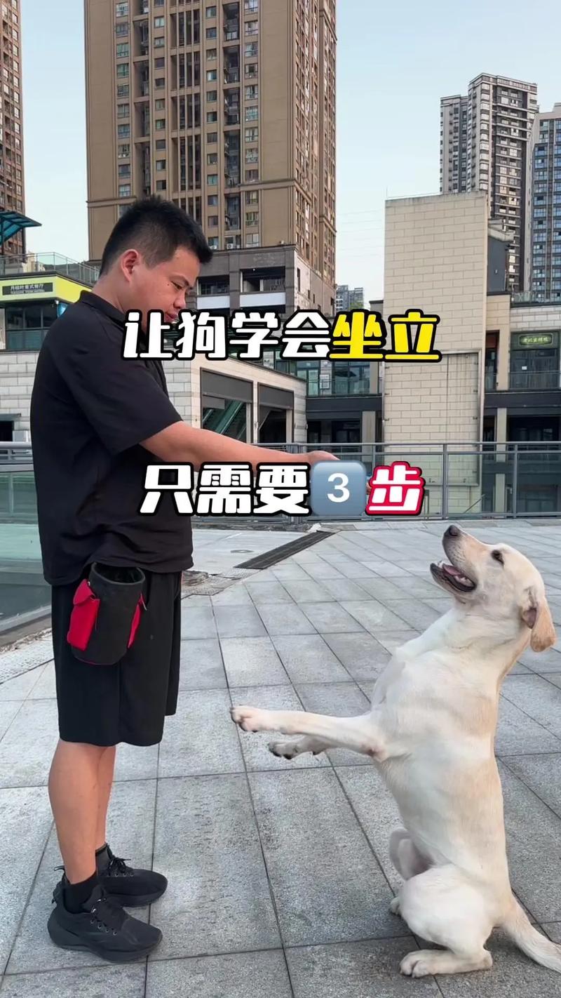 优等生变宠物，爱与成长（大小姐的训狗方法）
