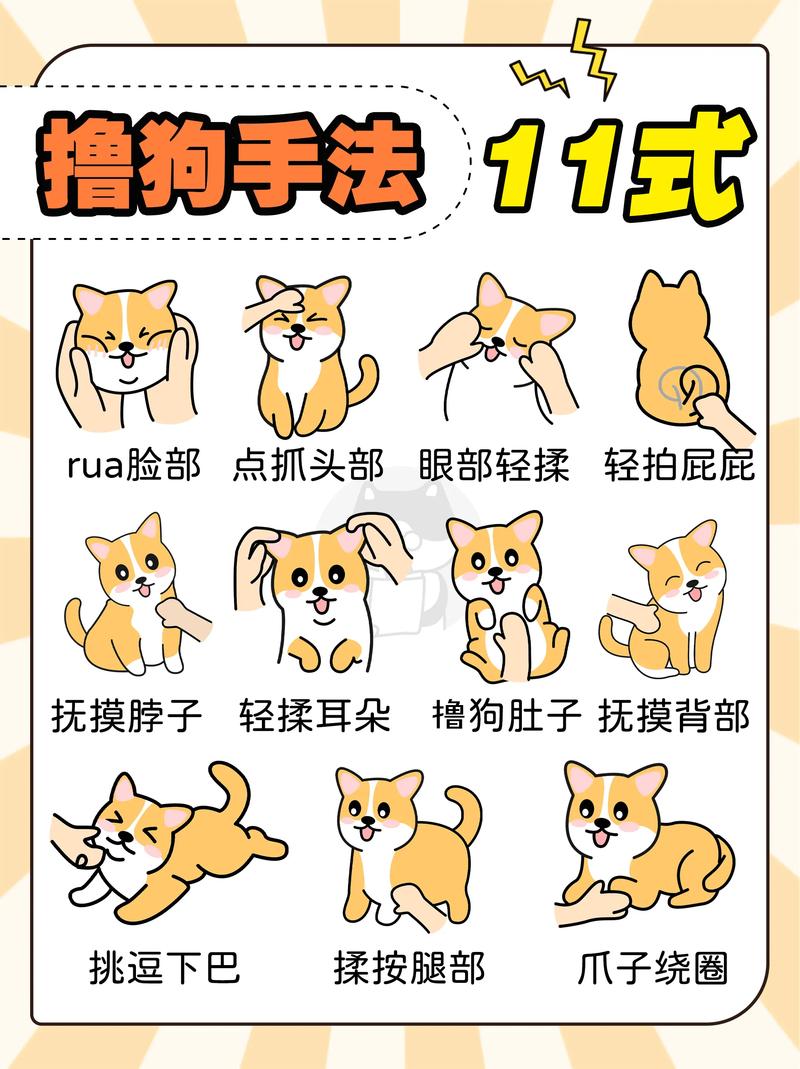 狗狗口令手势训练，简单建立信任默契（训狗口令和手势图片）