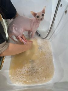 猫咪专用沐浴露洗澡注意事项（帮猫咪洗澡用什么肥皂）