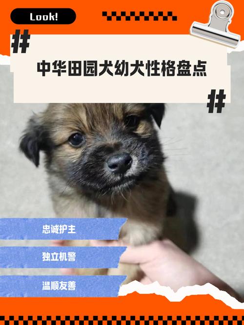 体健性格好最重要（如何挑选正宗纯小土狗）