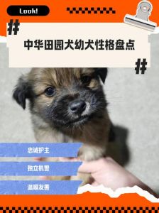 体健性格好最重要（如何挑选正宗纯小土狗）